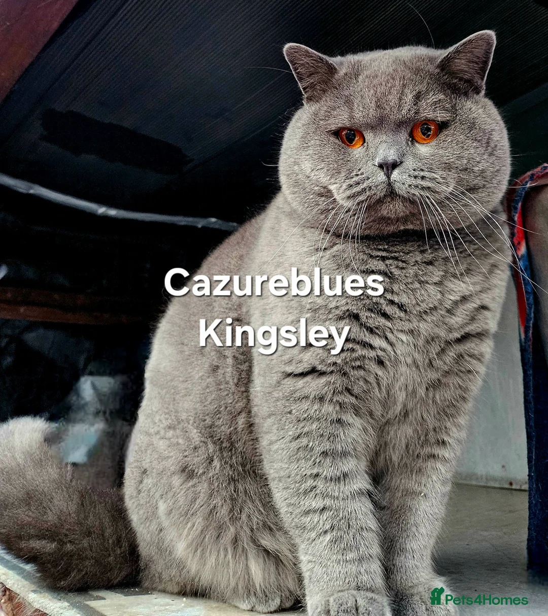 British Shorthair cats for stud: Gccf Studs Blues Lilac, Blue Bi, Cream bi Bi in Manchester - Advert 27