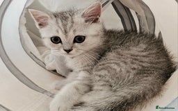 British Shorthair cats for sale: BRITISH SHORTHAIR CHAMPION BLOODLINE - Image 7