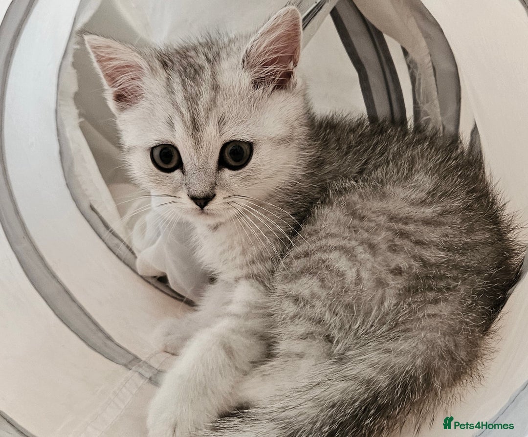 British Shorthair cats for sale: BRITISH SHORTHAIR CHAMPION BLOODLINE - Image 7