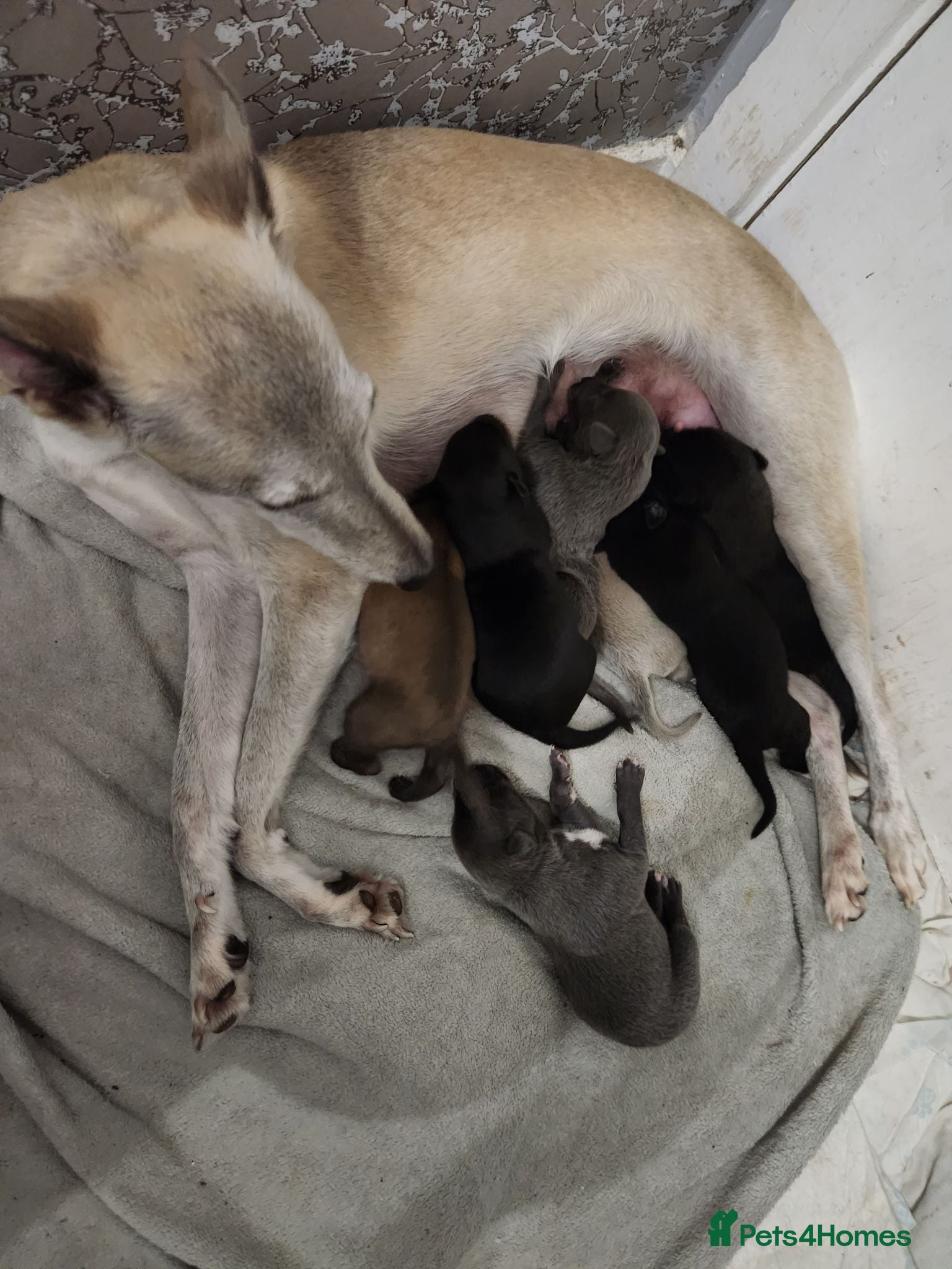 Whippet dogs Beautiful whippets - Advert 1