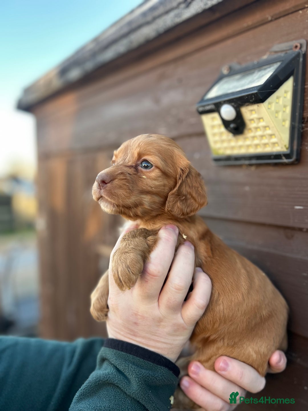Cocker Spaniel dogs for sale: Cocker spaniel puppies  - Advert 3