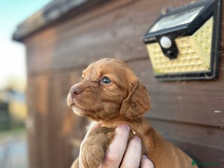 Cocker Spaniel dogs Cocker spaniel puppies - Advert 16
