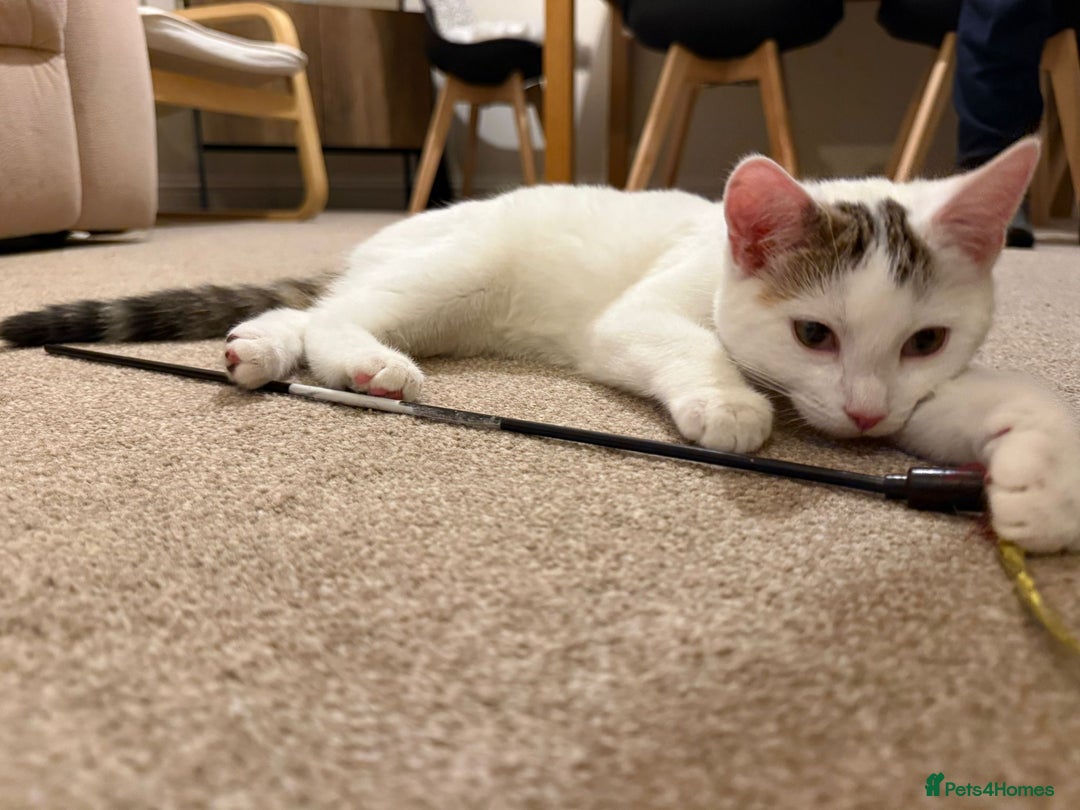 Domestic Shorthair cats for sale: Friendly Young Female Cat - Advert 3