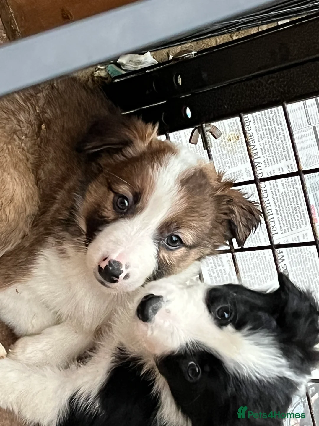 Border Collie dogs for sale: Border  collie pups. Mixed colours. - Advert 13