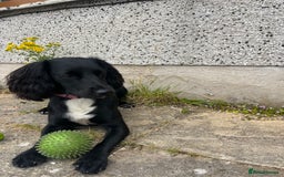 Sprocker dogs for sale: Springer Spaniel for sale  - Image 4