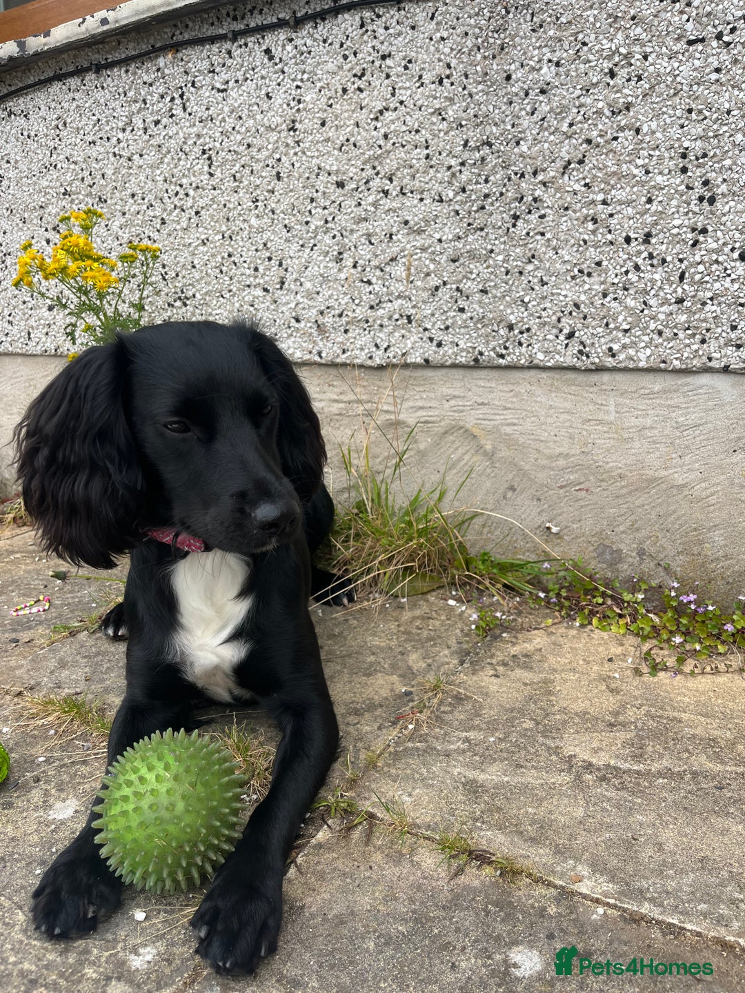 Sprocker dogs for sale: Springer Spaniel for sale  - Image 4