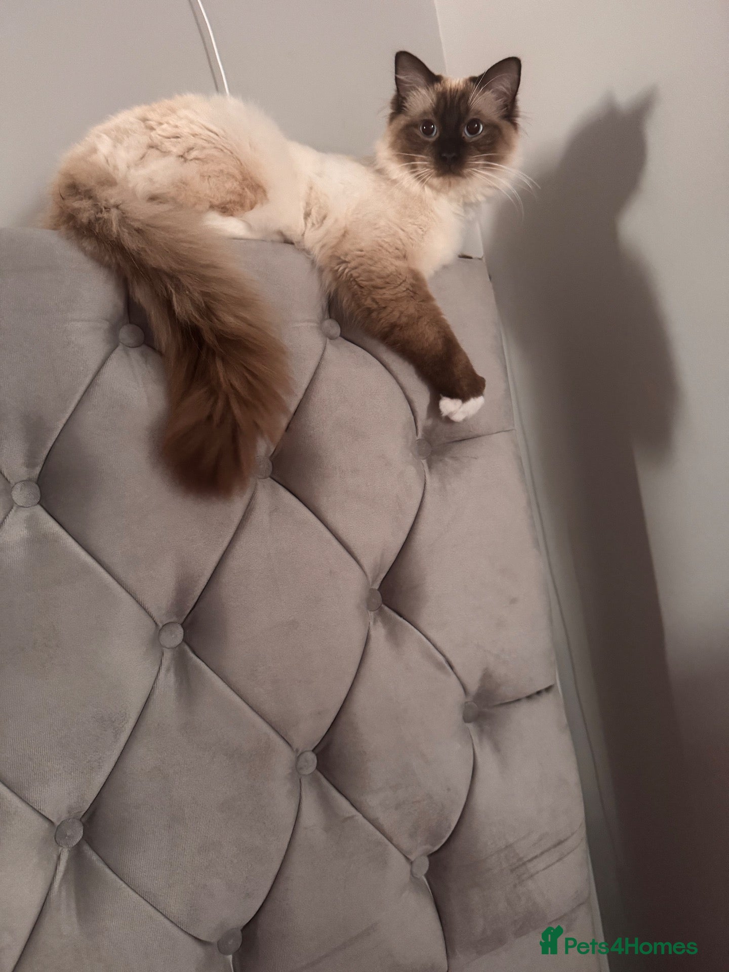 Ragdoll cats Axel Looking for Forever home  - Advert 1