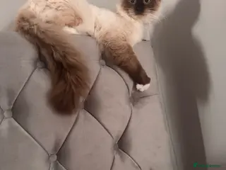 Ragdoll cats Axel Looking for Forever home - Advert 1
