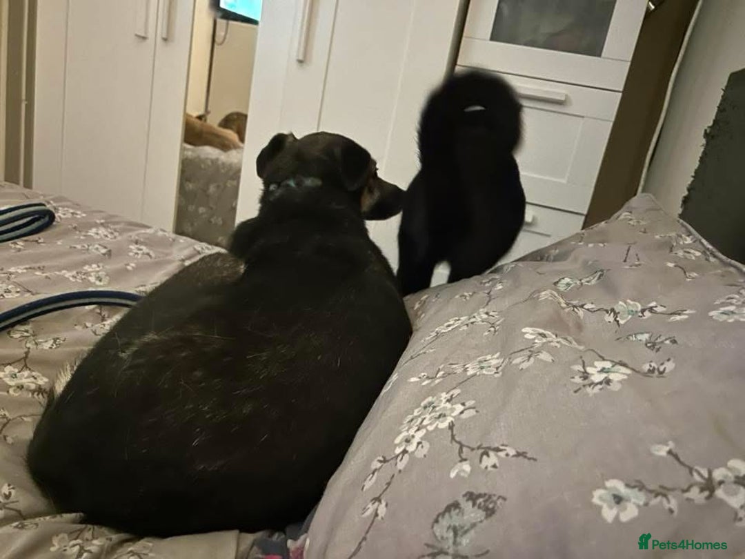 Mixed Breed dogs for adoption: Joey - Norwich Norfolk  - Image 2
