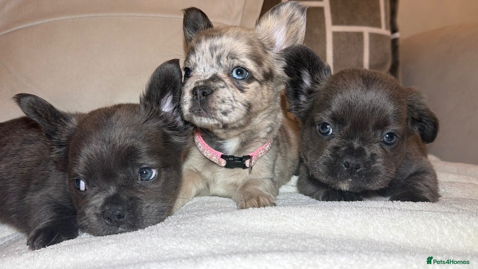 French Bulldog dogs RUBY🫶🏽 DWKC reg  - Advert 1