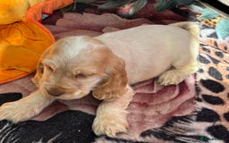 Cocker Spaniel dogs for sale: Outstanding show cocker pups - Image 35
