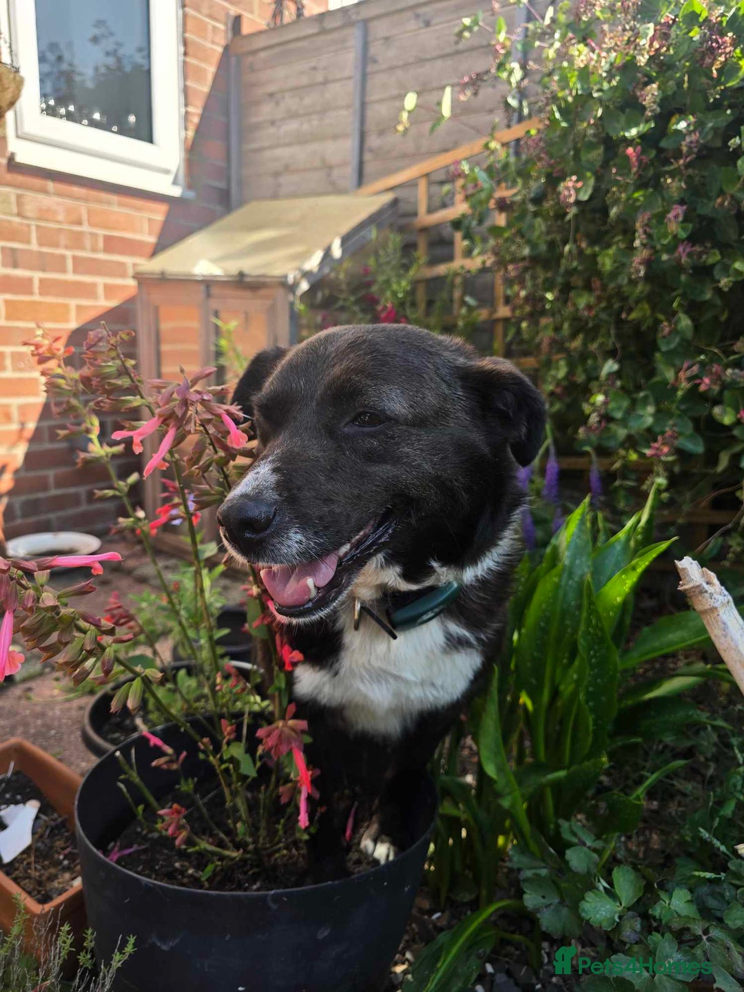 Mixed Breed dogs for adoption: Pepper for adoption - Image 2