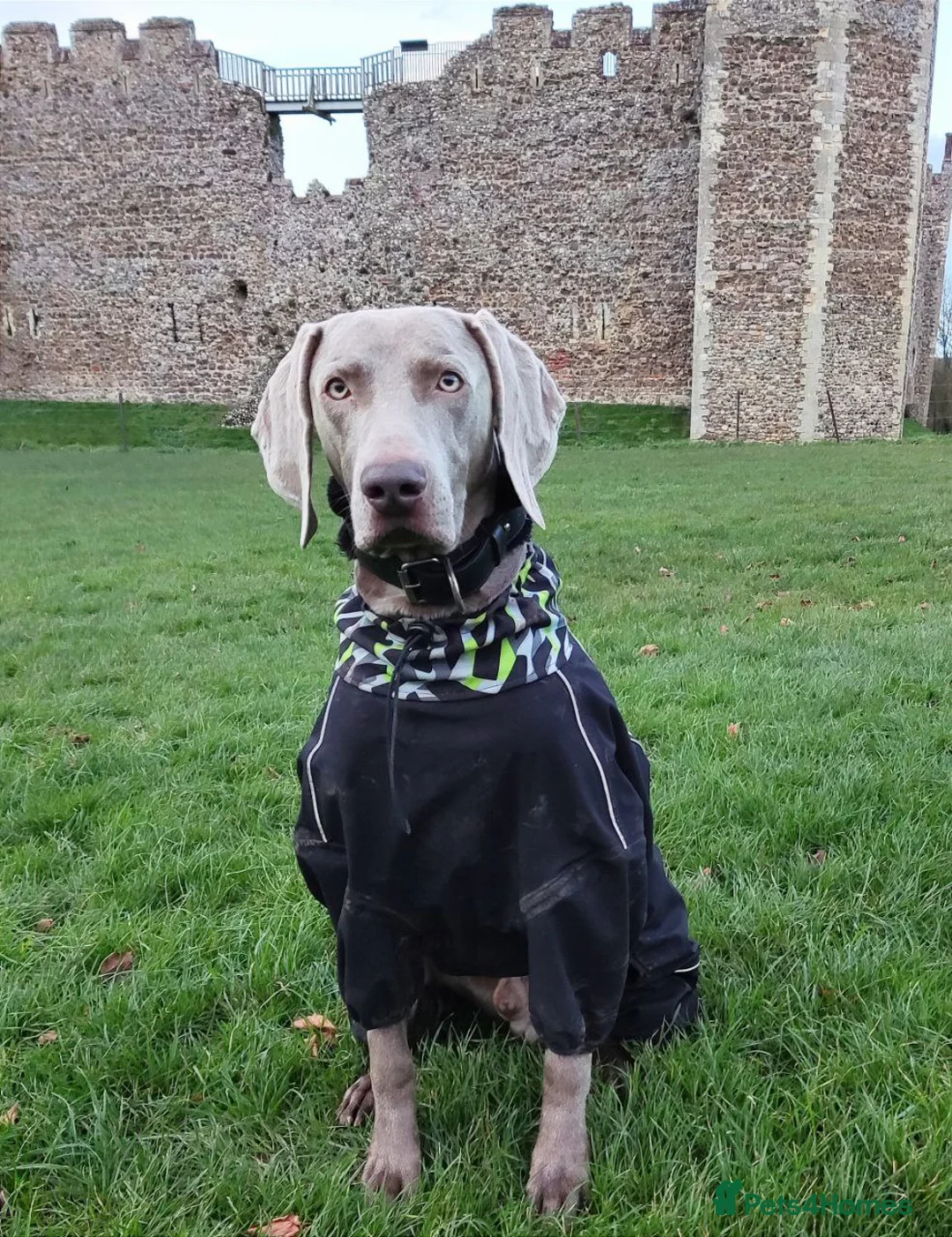 Weimaraner dogs for stud: 🔥super stud🔥Hipscored🔥KC reg in Woodbridge - Advert 8