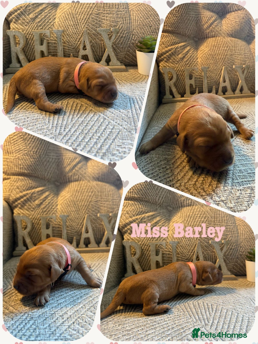Australian Labradoodle dogs for sale: Australian Labradoodle Puppies F1b - Image 16