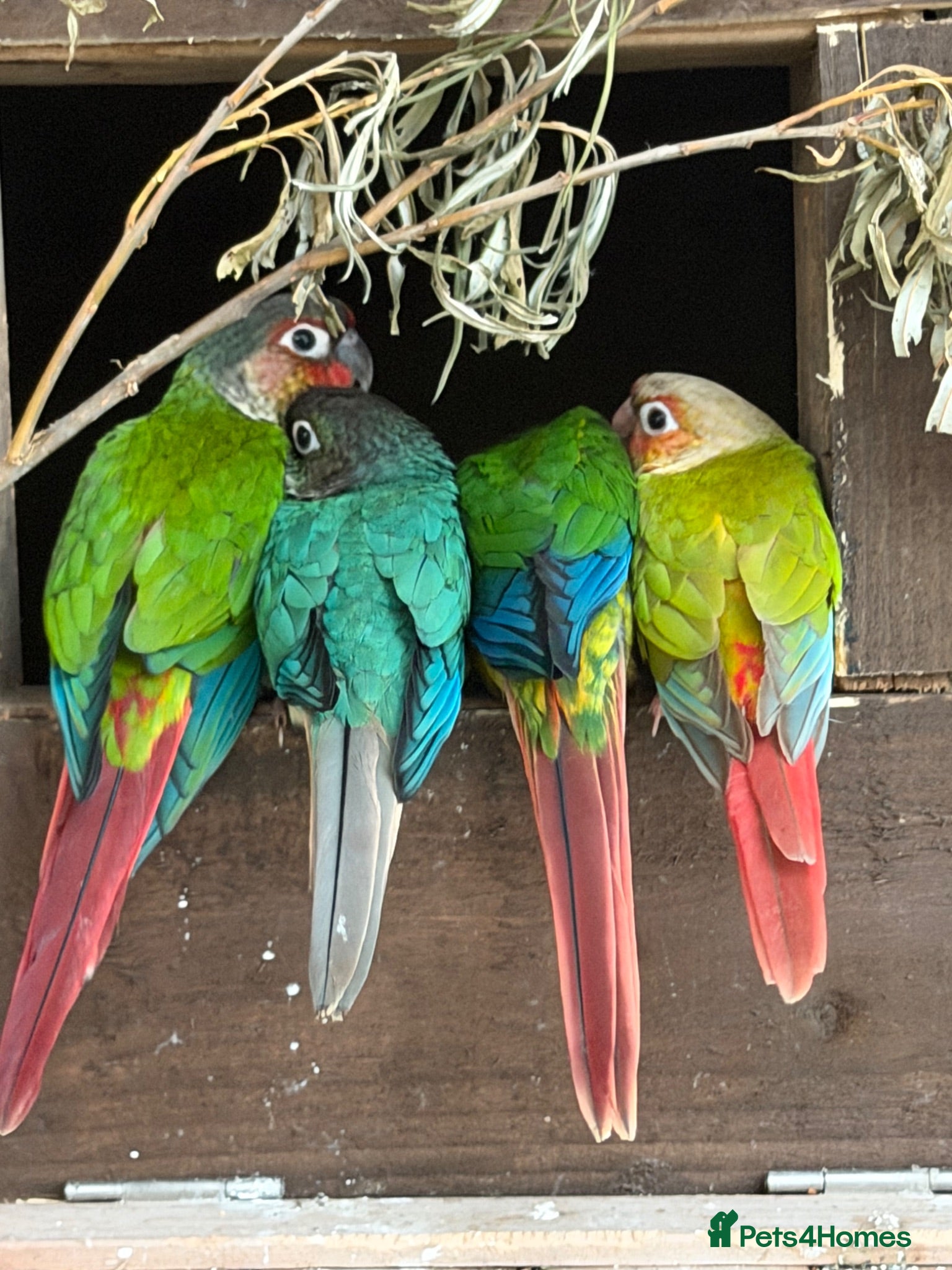 Conures birds Hand reared conures  - Advert 1