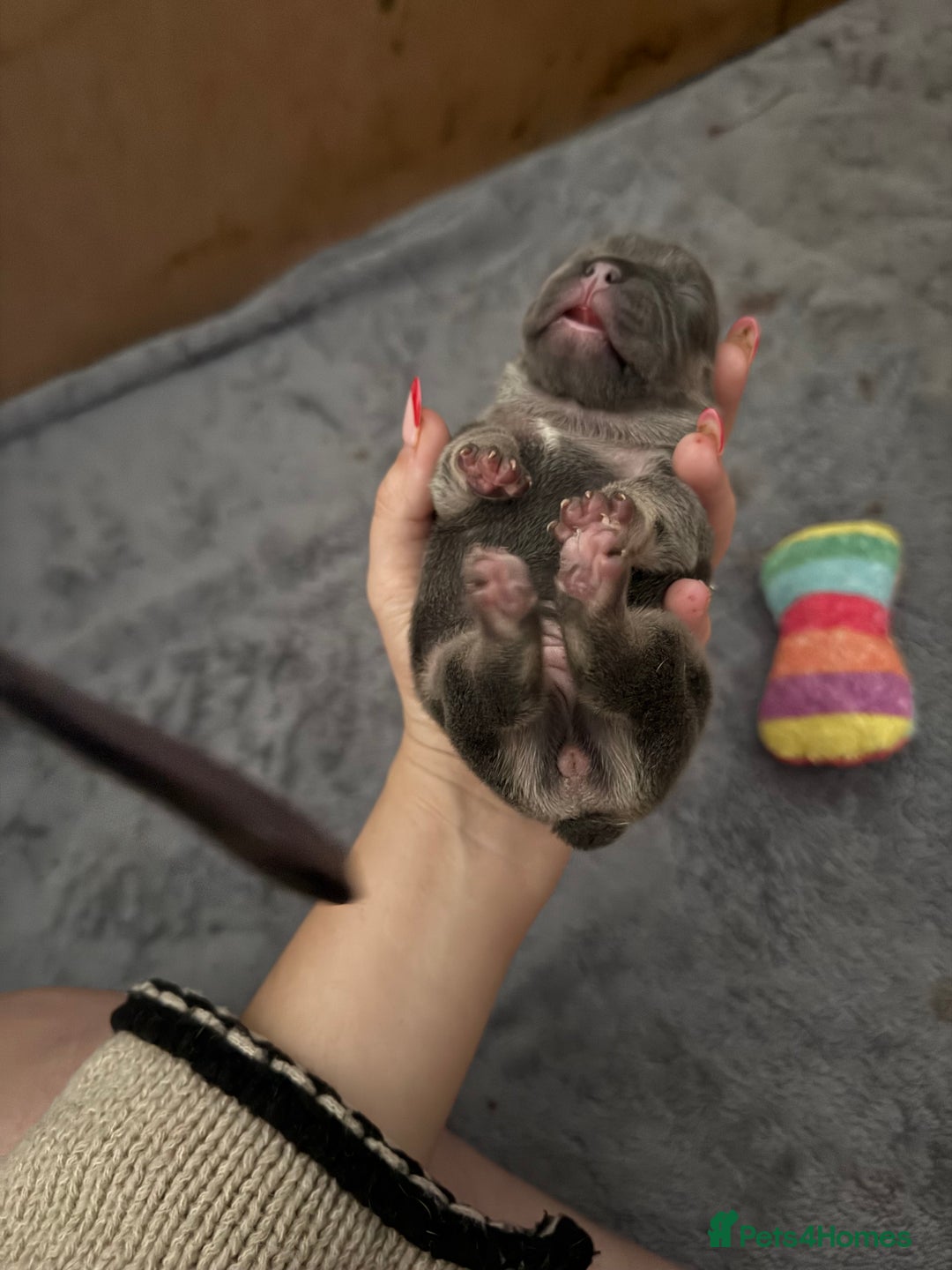 French Bulldog dogs for sale: French bull dog puppies looking for forever homes  - Advert 14