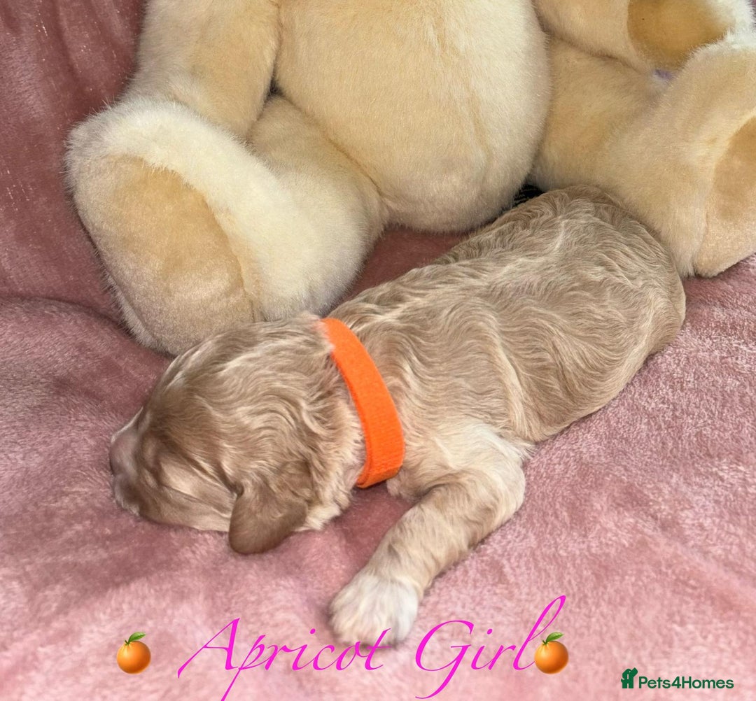 Cavapoo dogs for sale: BEAUTIFUL CAVAPOO PUPPIES HEALTH TESTED PARENTS  - Image 9