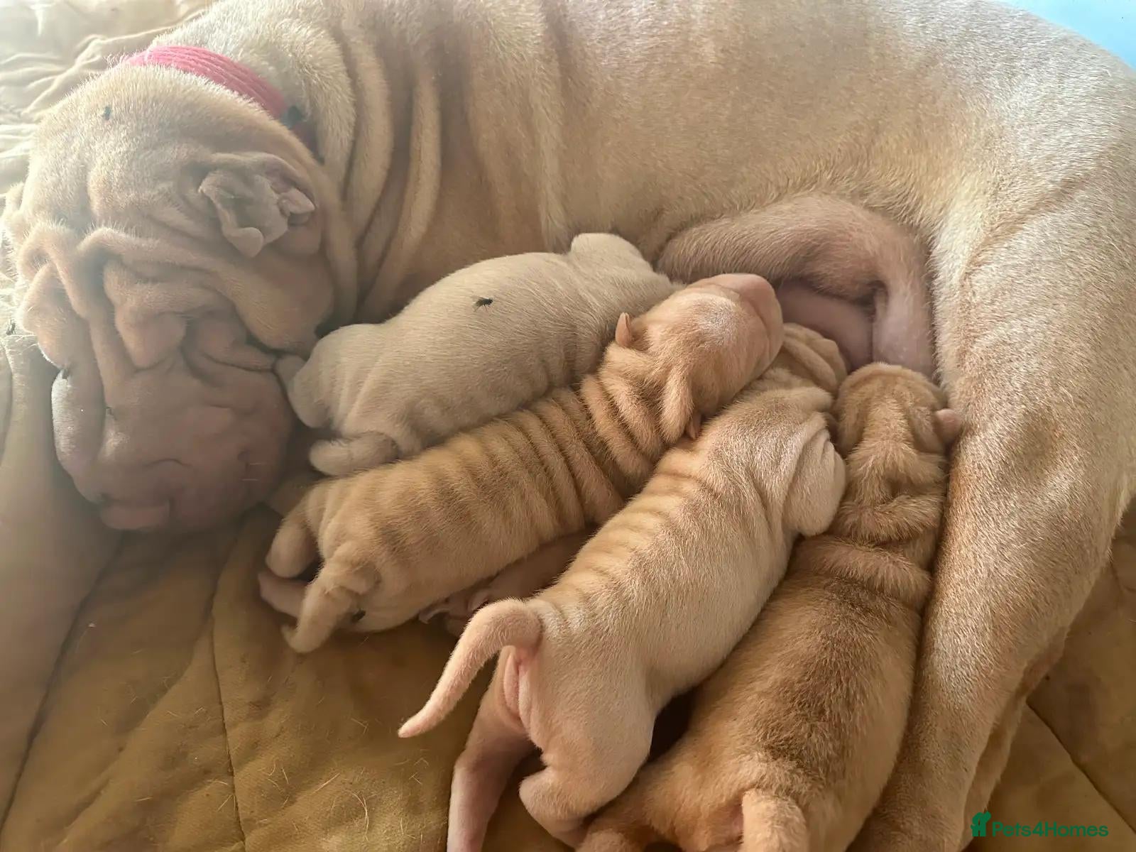 Shar Pei dogs FULL-Chinese Sharpei  - Advert 1