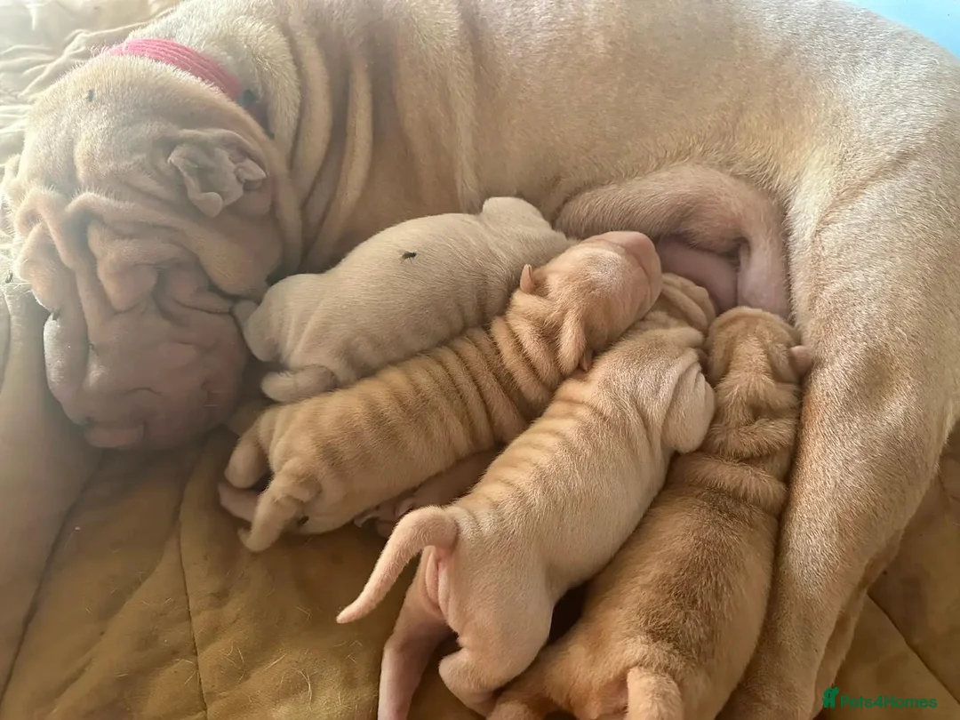 Shar Pei dogs for sale: FULL-Chinese Sharpei  - Advert 1