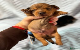 Miniature Dachshund dogs for sale: Beautiful litter of 4 miniature daschunds  - Image 3