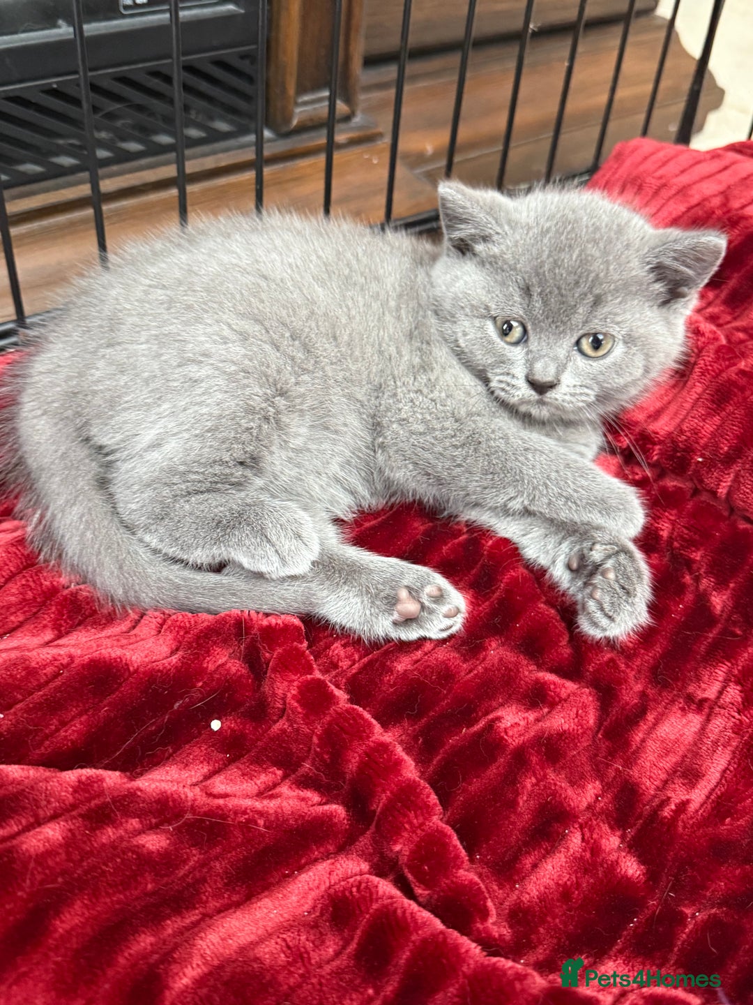 British Shorthair cats for sale: Four Beautiful British Short Hair Kittens  - Image 3