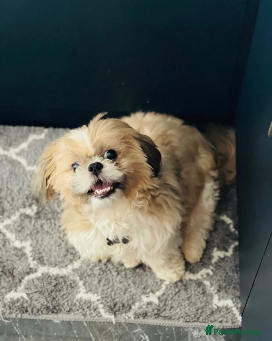 Shih Tzu dogs for sale: Shih tzu - Advert 5