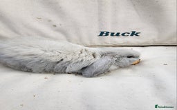 Mini Lop rabbits for sale:  Adorable Baby Rabbits Ready for Loving Homes  - Advert 3