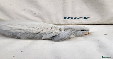 Mini Lop rabbits  Adorable Baby Rabbits Ready for Loving Homes  - Advert 4