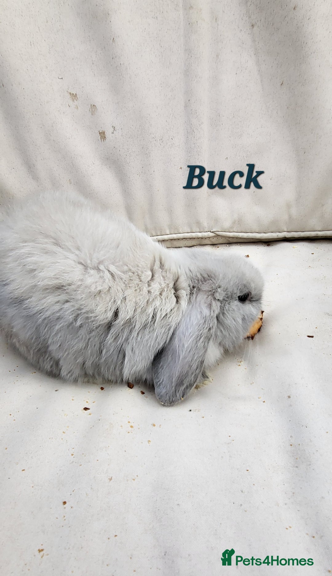 Mini Lop rabbits for sale:  Adorable Baby Rabbits Ready for Loving Homes  - Advert 3