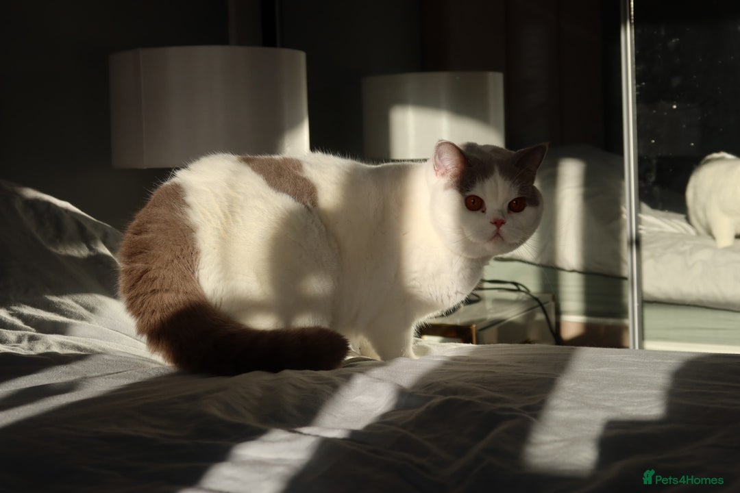 British Shorthair cats for sale: Stunning last baby liliac British shorthair  - Advert 2