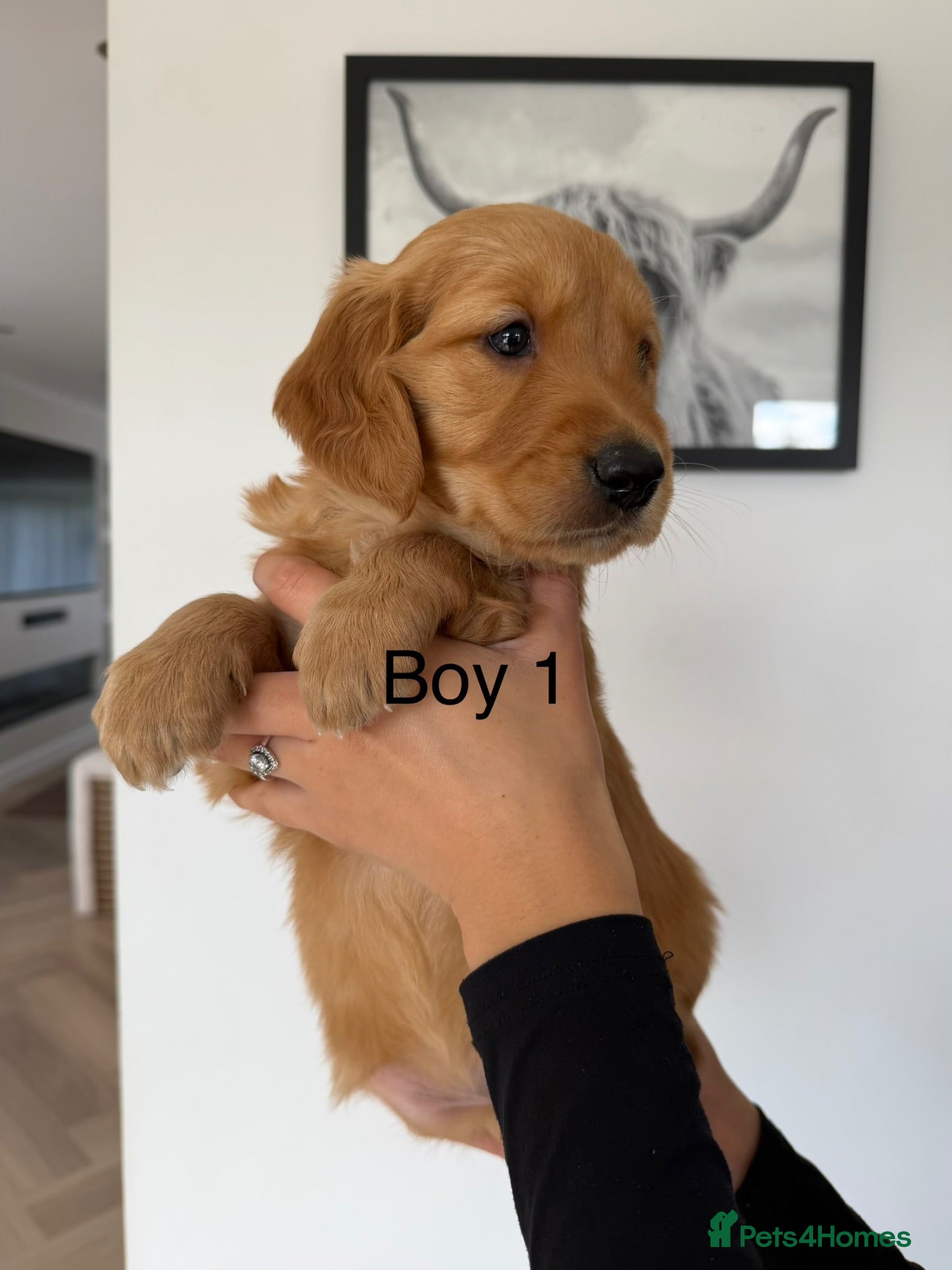 Golden Retriever dogs Dark Working retriever puppies  - Advert 2