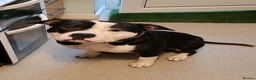 Mixed Breed dogs for sale: Friendly 8 y/o bully cross, superb with children. in Merthyr Tydfil - Advert 4