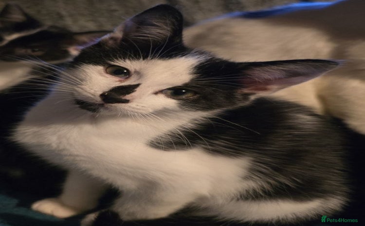 Mixed Breed cats - Advert 5