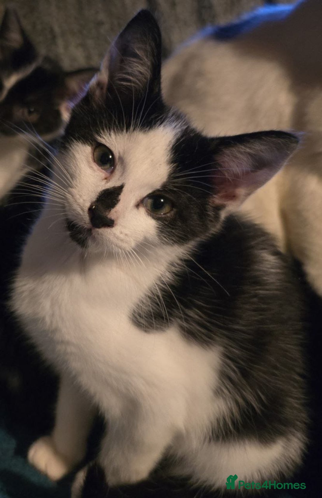 Mixed Breed cats for sale: 5 kittens for sale - Image 1