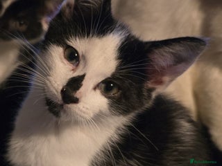 Mixed Breed cats - Advert 30