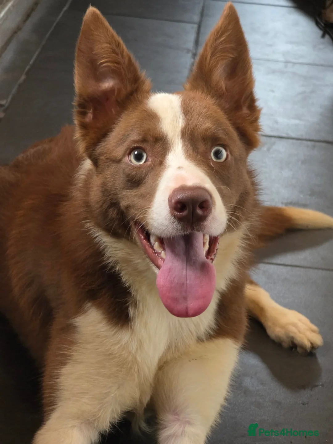 Border Collie dogs for sale: 17 Month old male border collie - Advert 2