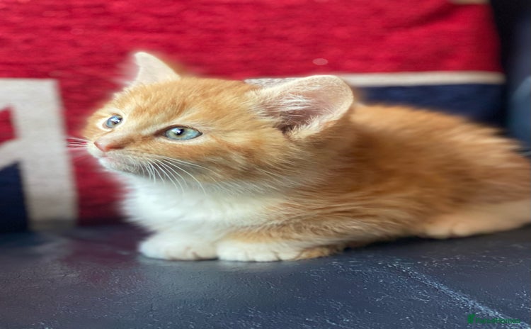 Mixed Breed cats - Advert 4