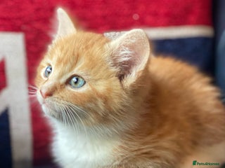 Mixed Breed cats - Advert 21