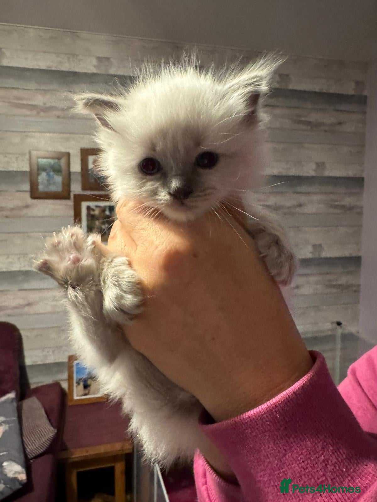 Ragdoll cats Ragdoll 4 girls 💗💗💗💗 - Advert 5