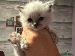 Ragdoll cats Ragdoll 4 girls 💗💗💗💗 - Advert 6