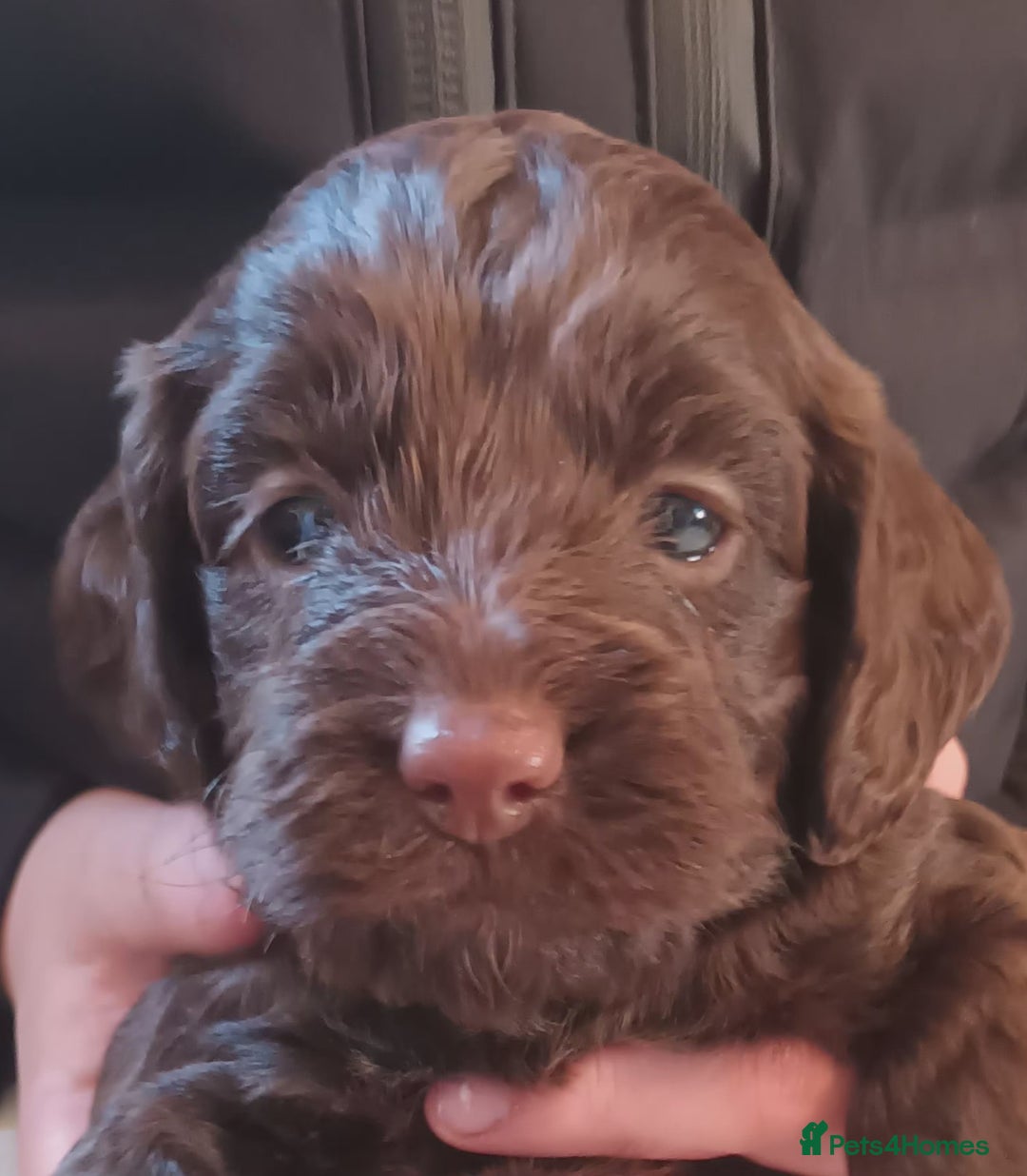 Cockapoo dogs for sale: Stunning F1 Chocolate Cockapoos - Advert 6