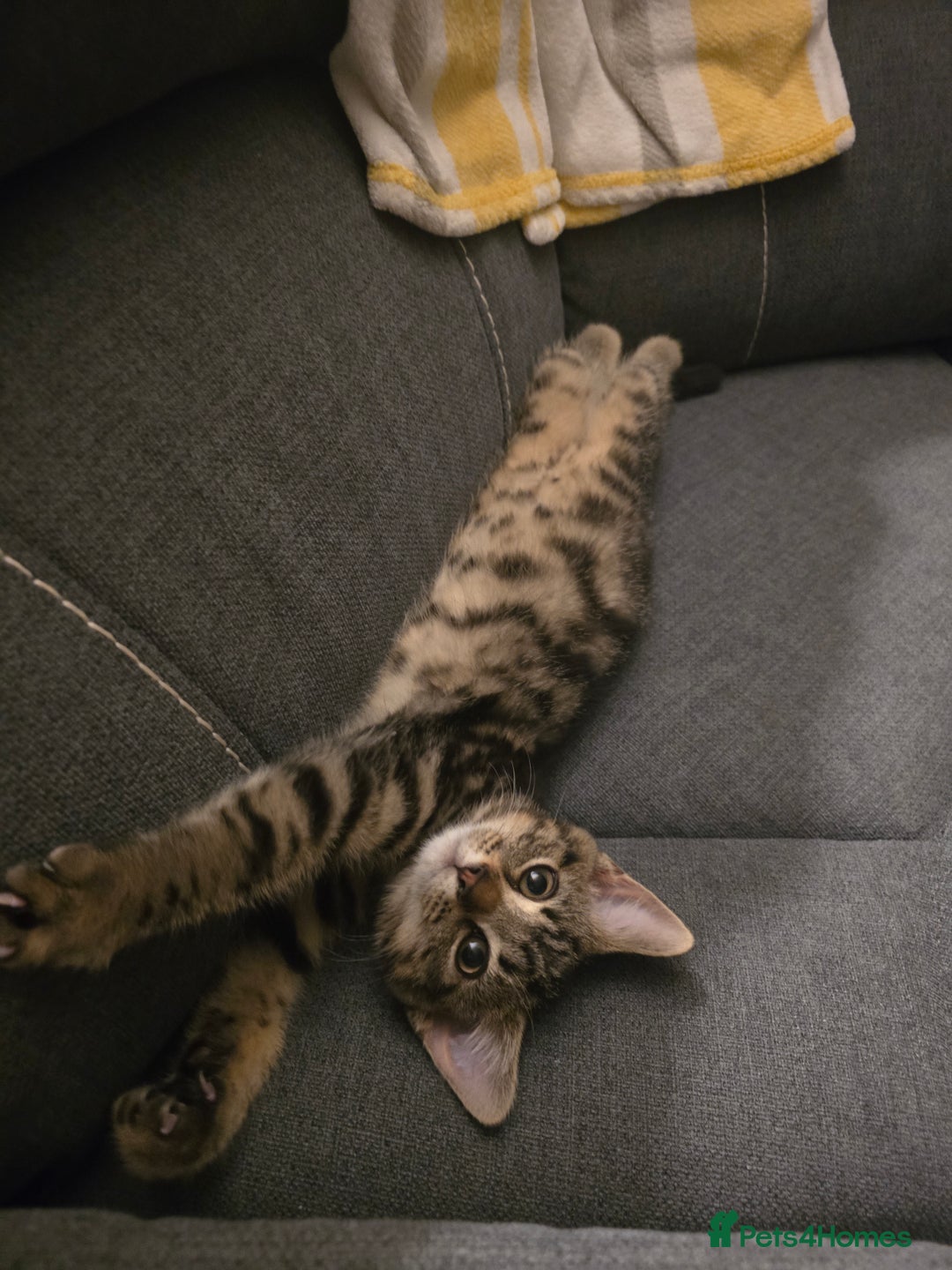 Mixed Breed cats for sale: Heartbreaking decision to rehome - Advert 5