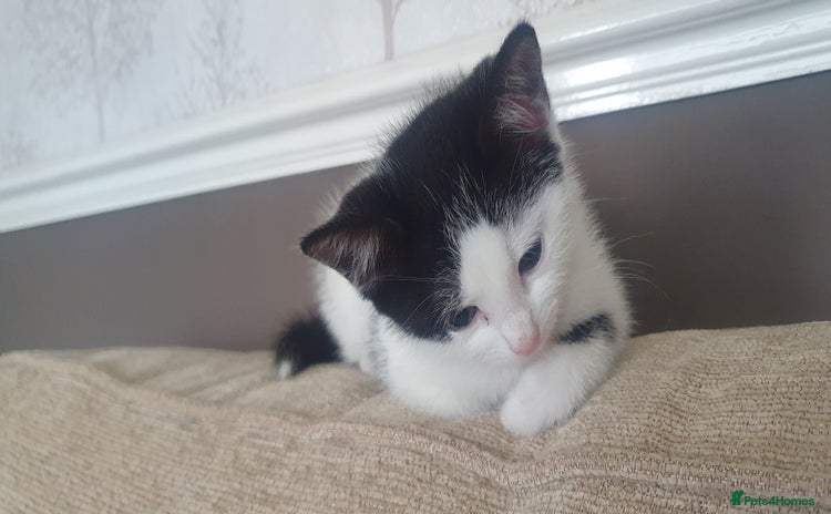 Mixed Breed cats - Advert 9