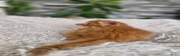 Mixed Breed cats for sale: Kittens - Advert 9
