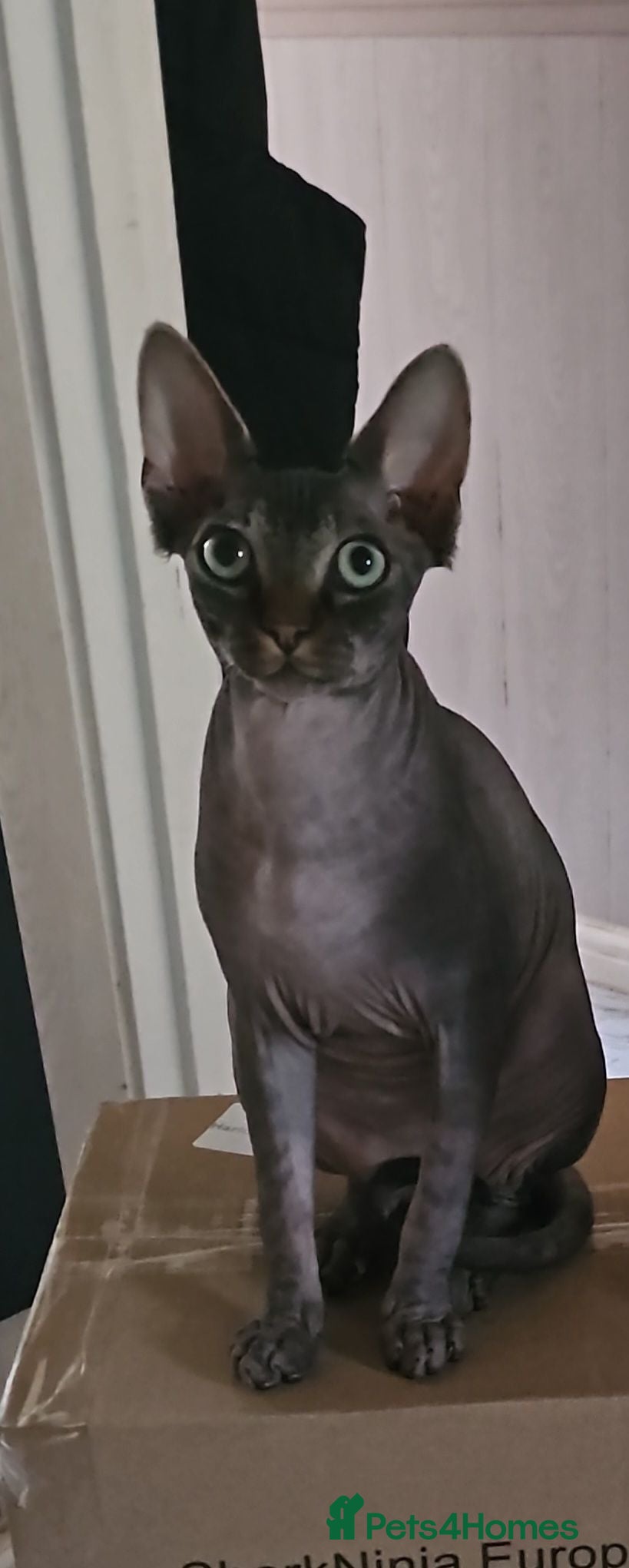 Sphynx cats Male sphynx  - Advert 1