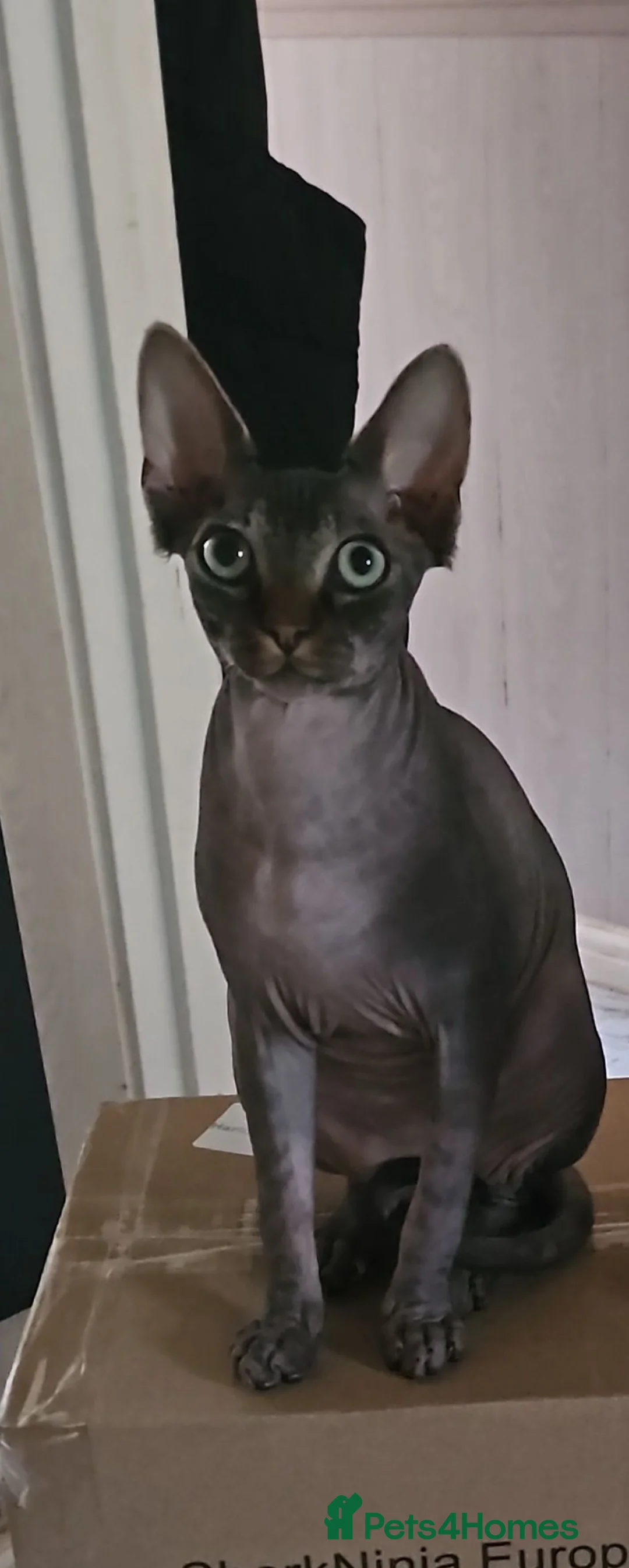 Sphynx cats for sale: Male sphynx  - Advert 1