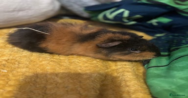 Guinea Pig rodents - Advert 13