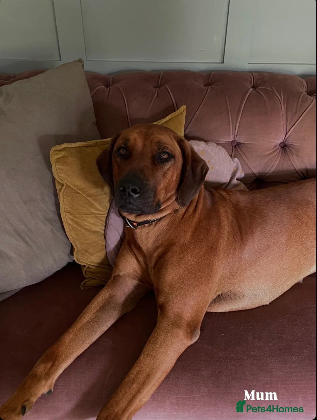 Rhodesian Ridgeback dogs for sale: 👑 Exceptional Rhodesian Ridgebacks Ready May 👑 - Advert 12