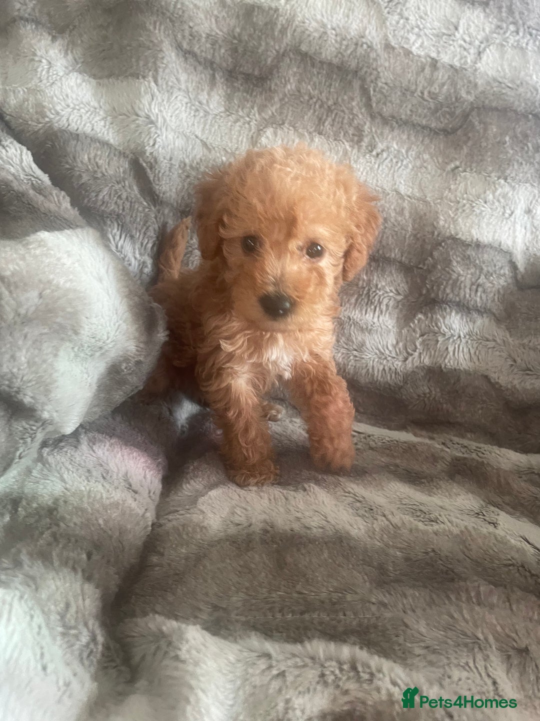 Toy Poodle dogs for sale: Toy poodle puppies  - Advert 28