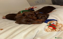 Miniature Dachshund dogs for sale: Miniature dachshund - Image 1